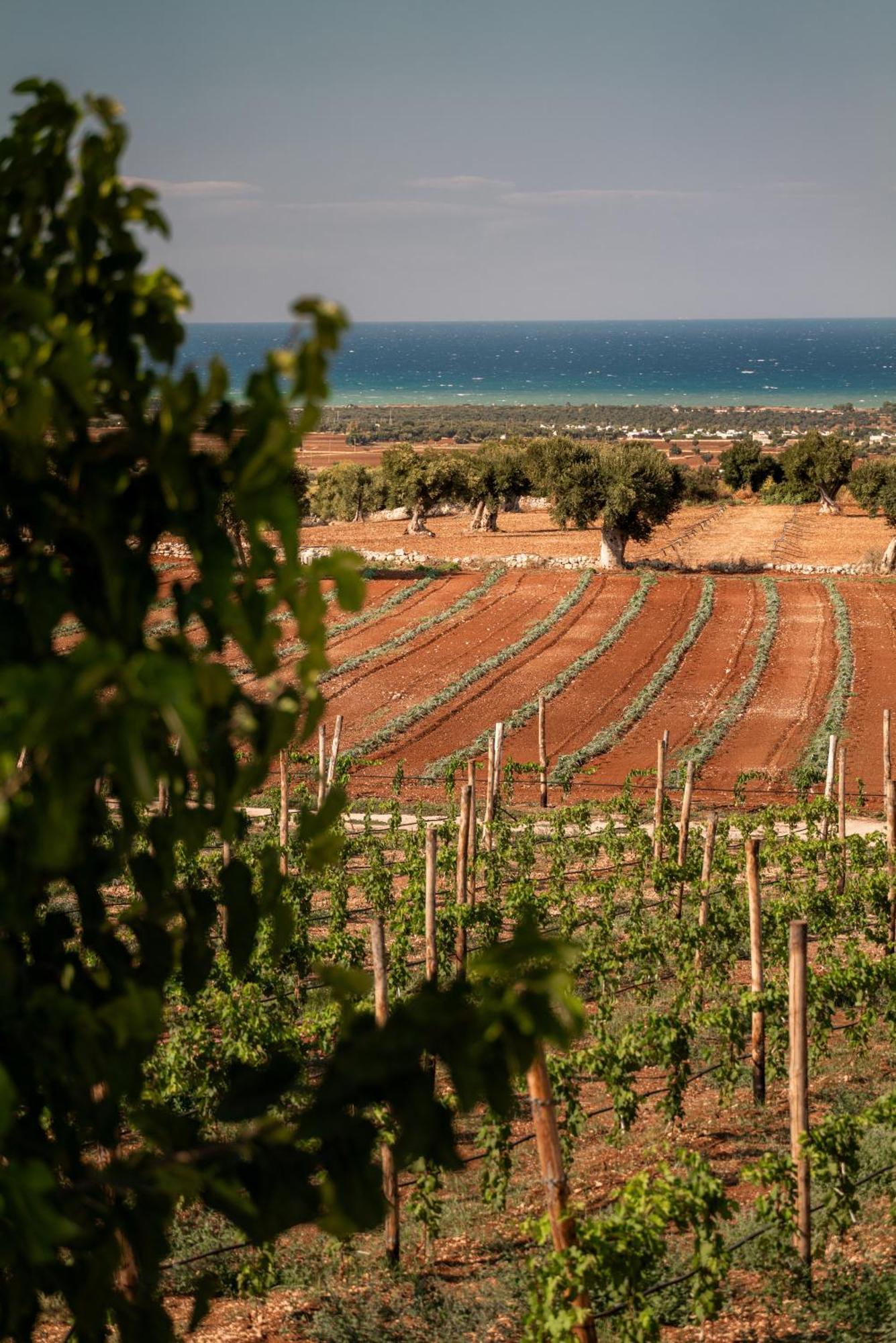 Masseria Auraterrae Polignano a Mare Exterior foto